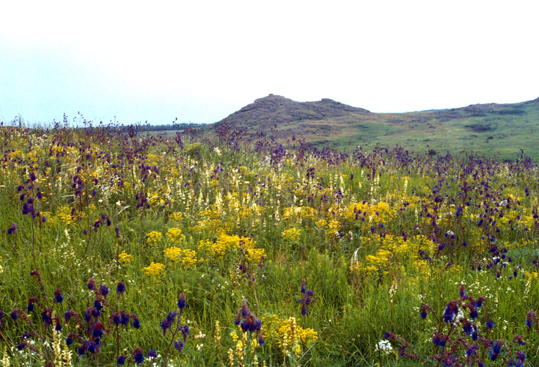 Заповедник "Каменные Могилы", image of landscape/habitat.