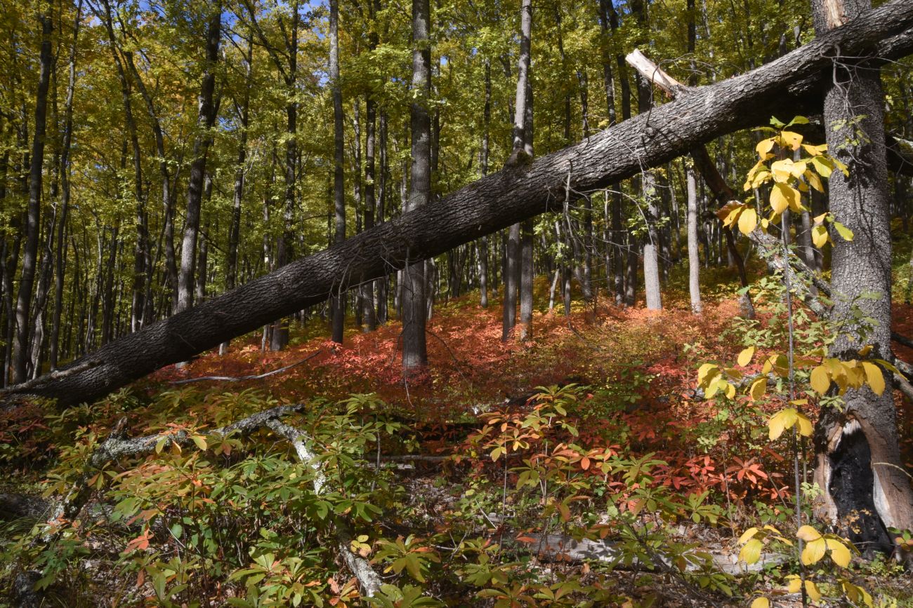 Окрестности горы Черединова, image of landscape/habitat.