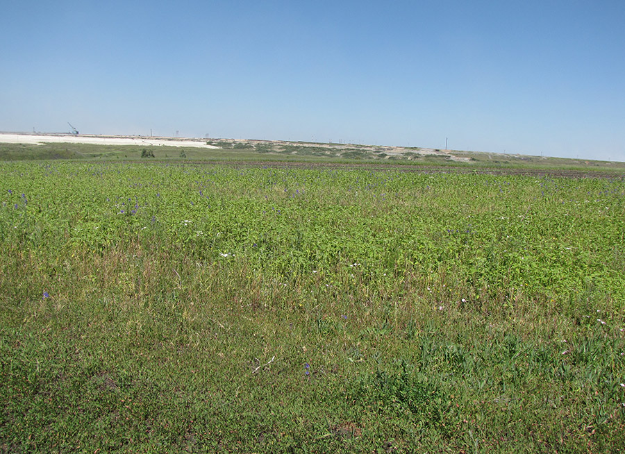 Ямская степь - 9, image of landscape/habitat.
