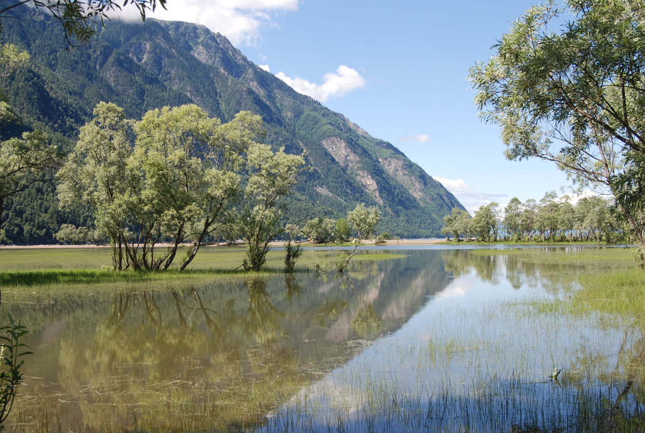 Телецкое озеро (южный берег), image of landscape/habitat.