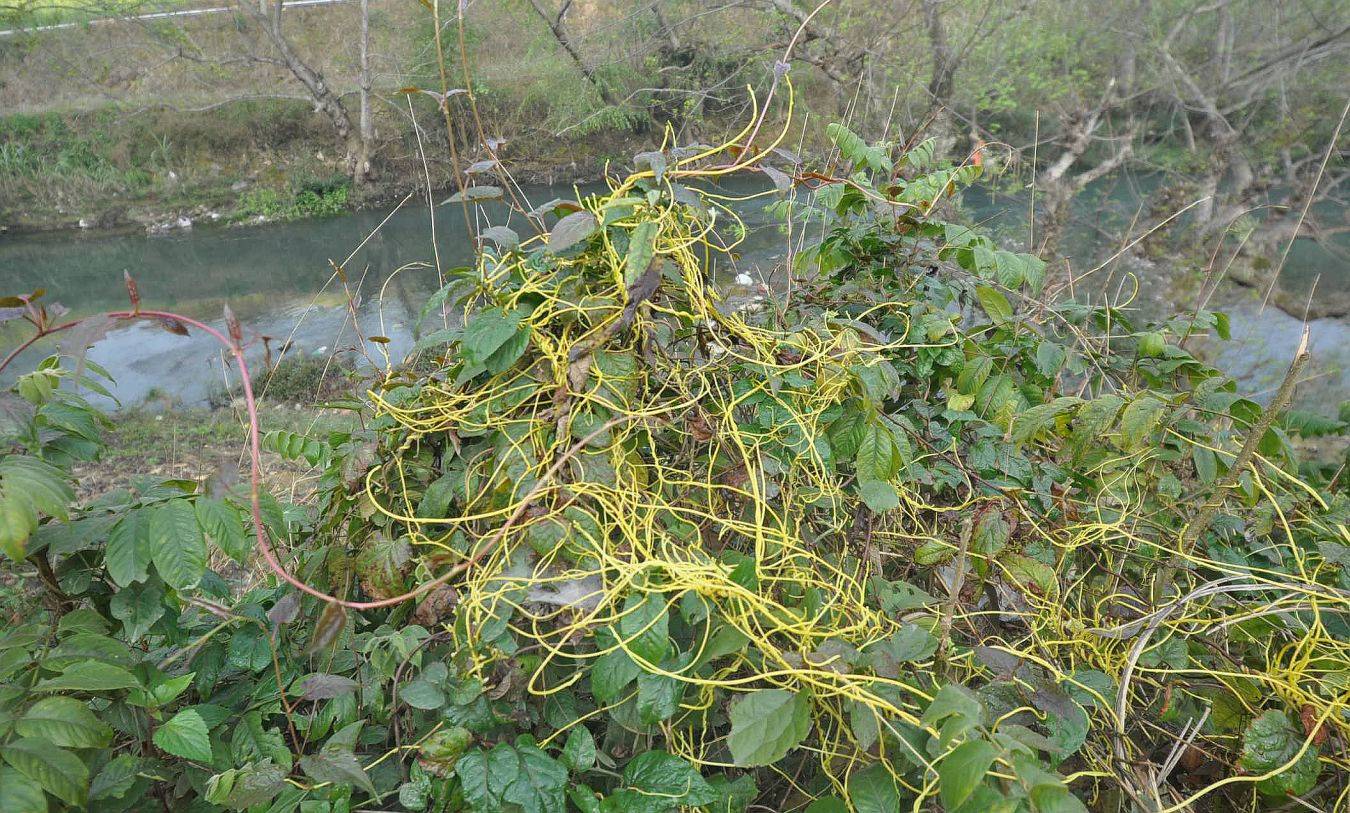 Парк «Guangnan Baimei», image of landscape/habitat.