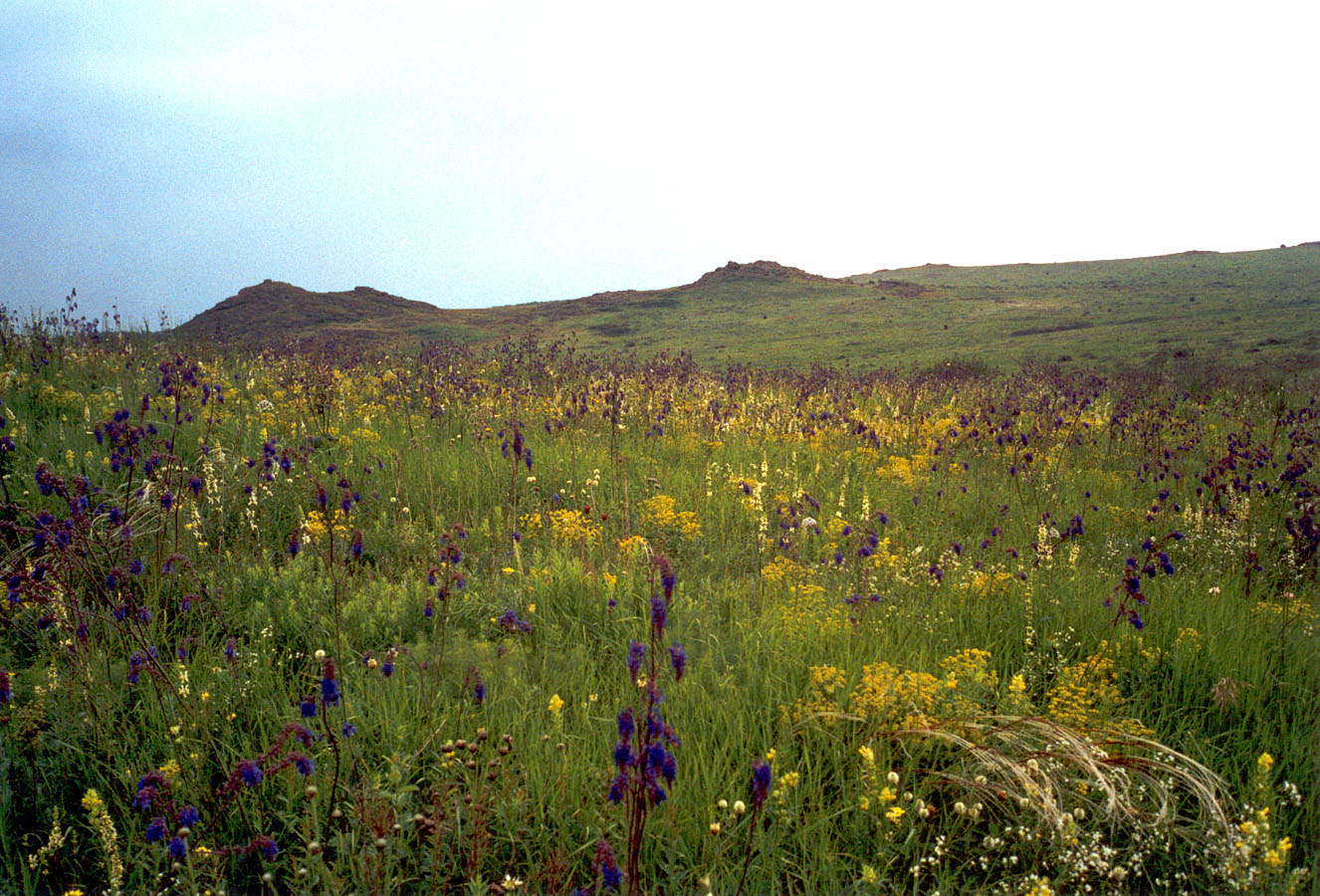 Заповедник "Каменные Могилы", image of landscape/habitat.