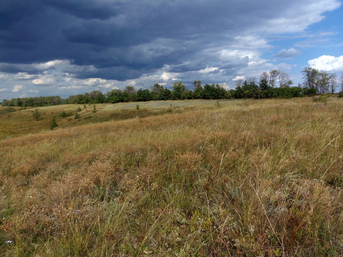 Поля ИМК и прилегающие территори, image of landscape/habitat.