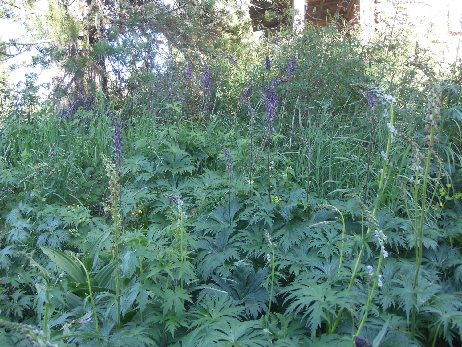Тропа сибирского охотника, image of landscape/habitat.