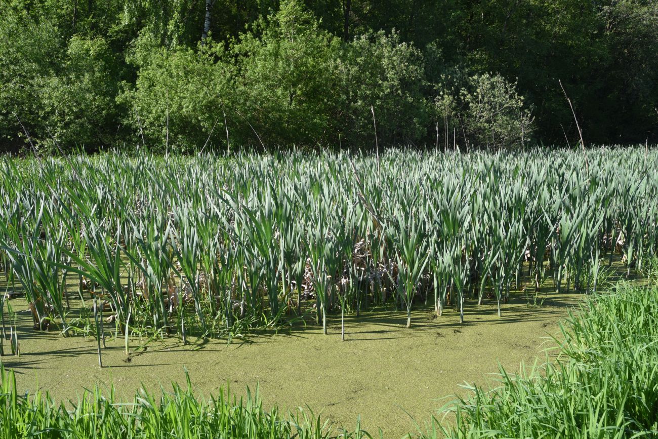 Окрестности деревни Семичёво, image of landscape/habitat.