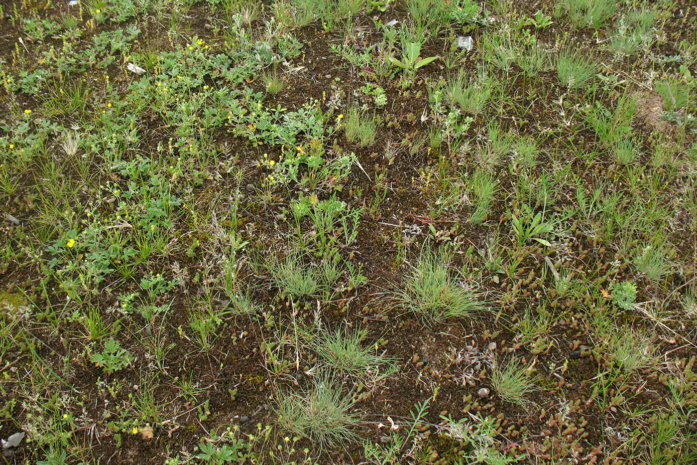 Окрестности д. Лужки, image of landscape/habitat.