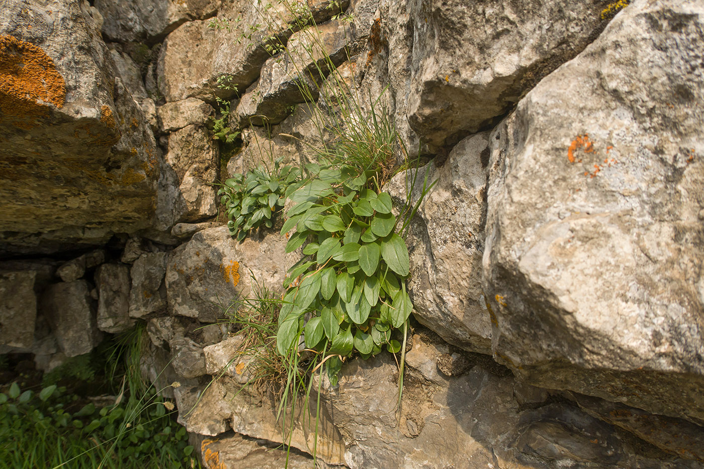 Большой Бермамыт, image of landscape/habitat.
