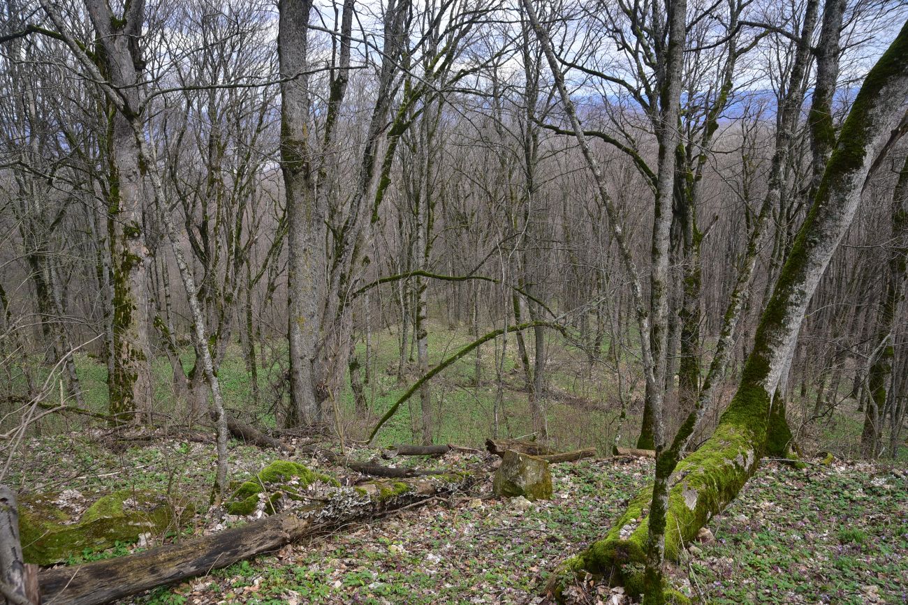 Гора Острах, image of landscape/habitat.