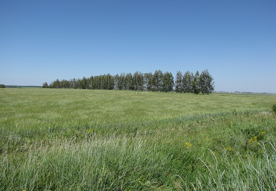 Ямская степь - 8, image of landscape/habitat.