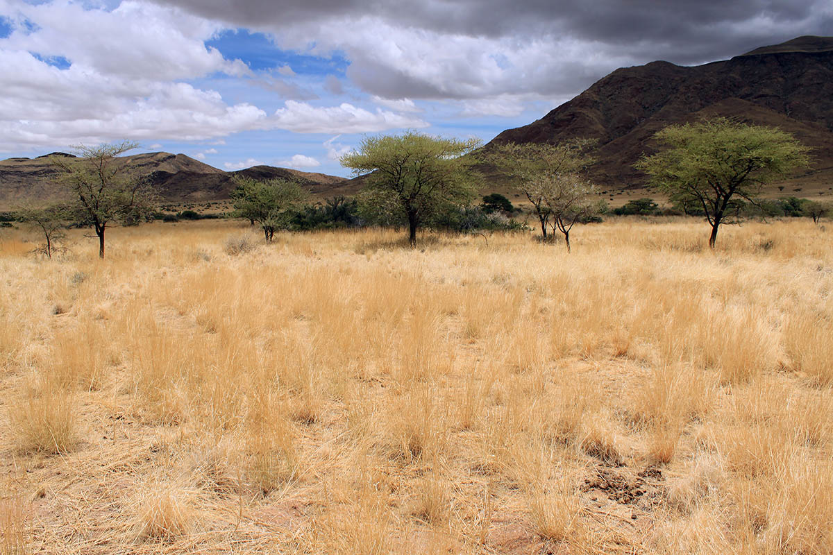 Гамсберг, image of landscape/habitat.