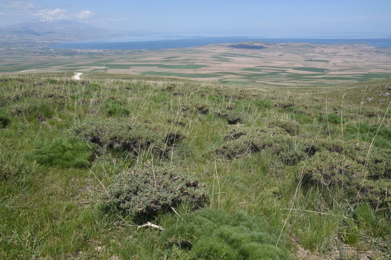Сырт Магара, image of landscape/habitat.