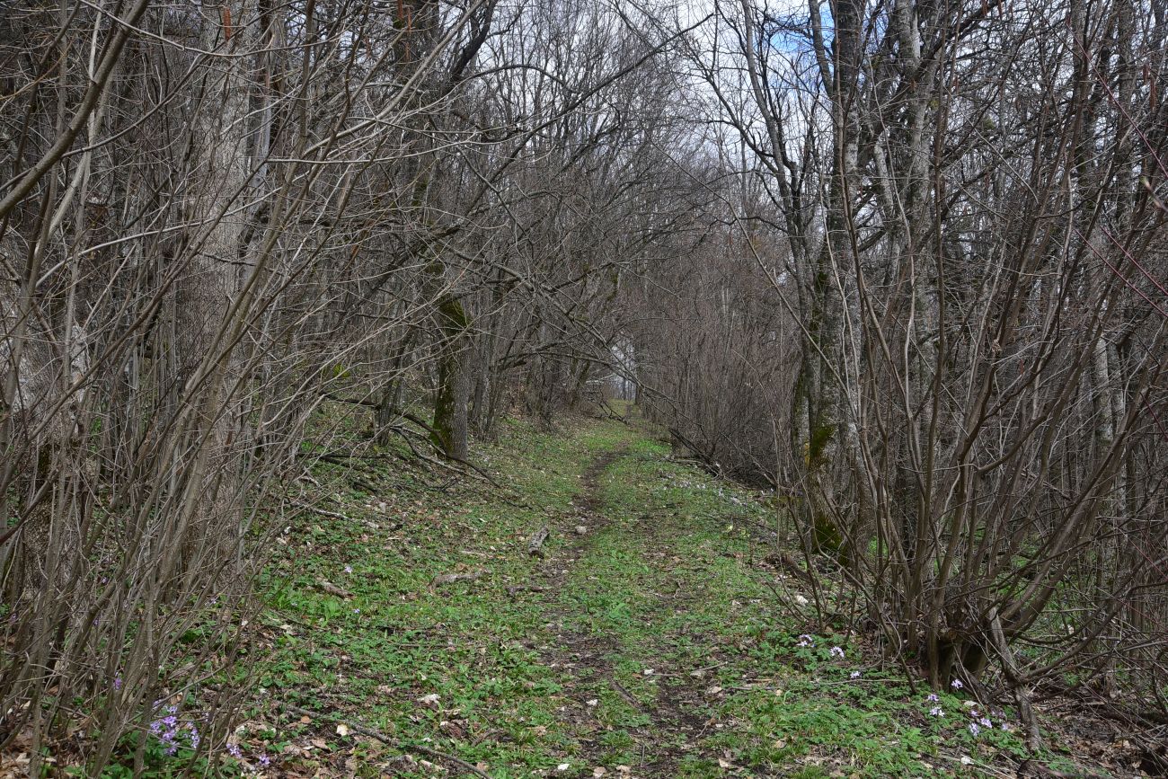 Гора Острах, image of landscape/habitat.