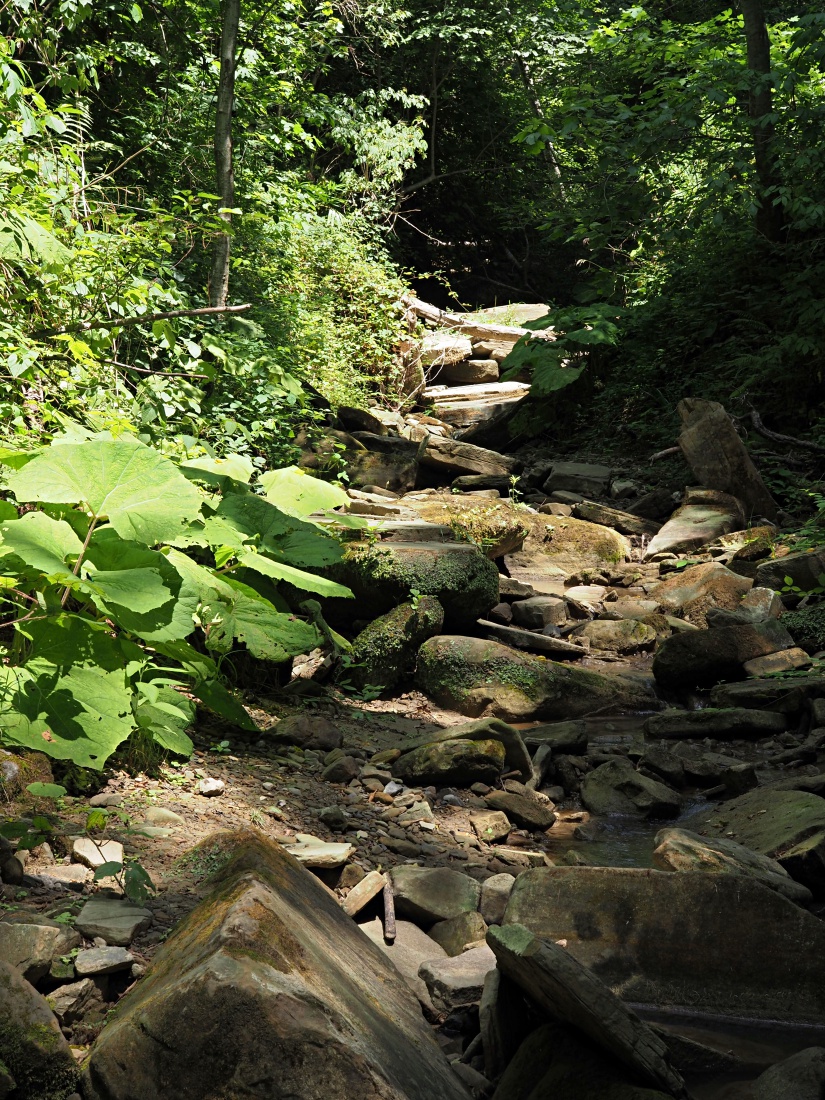 Кудепстинский дендропарк, image of landscape/habitat.