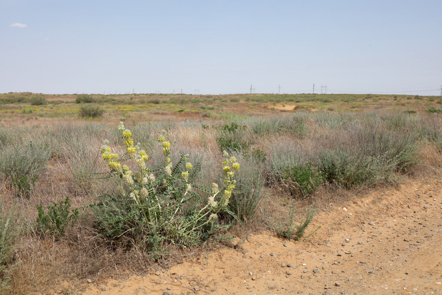 Пески в окрестностях пос. Досанг, image of landscape/habitat.