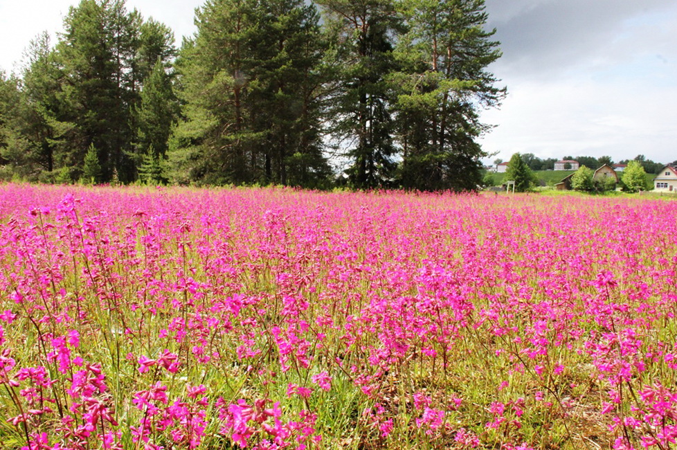 Серёгово, image of landscape/habitat.