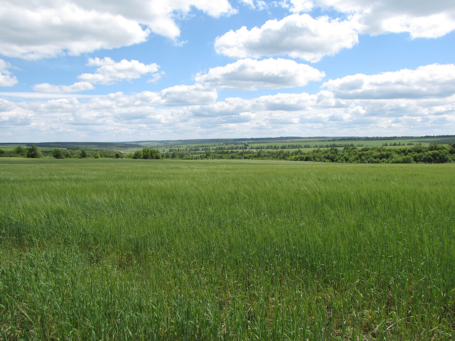 Ямская степь - 8, image of landscape/habitat.