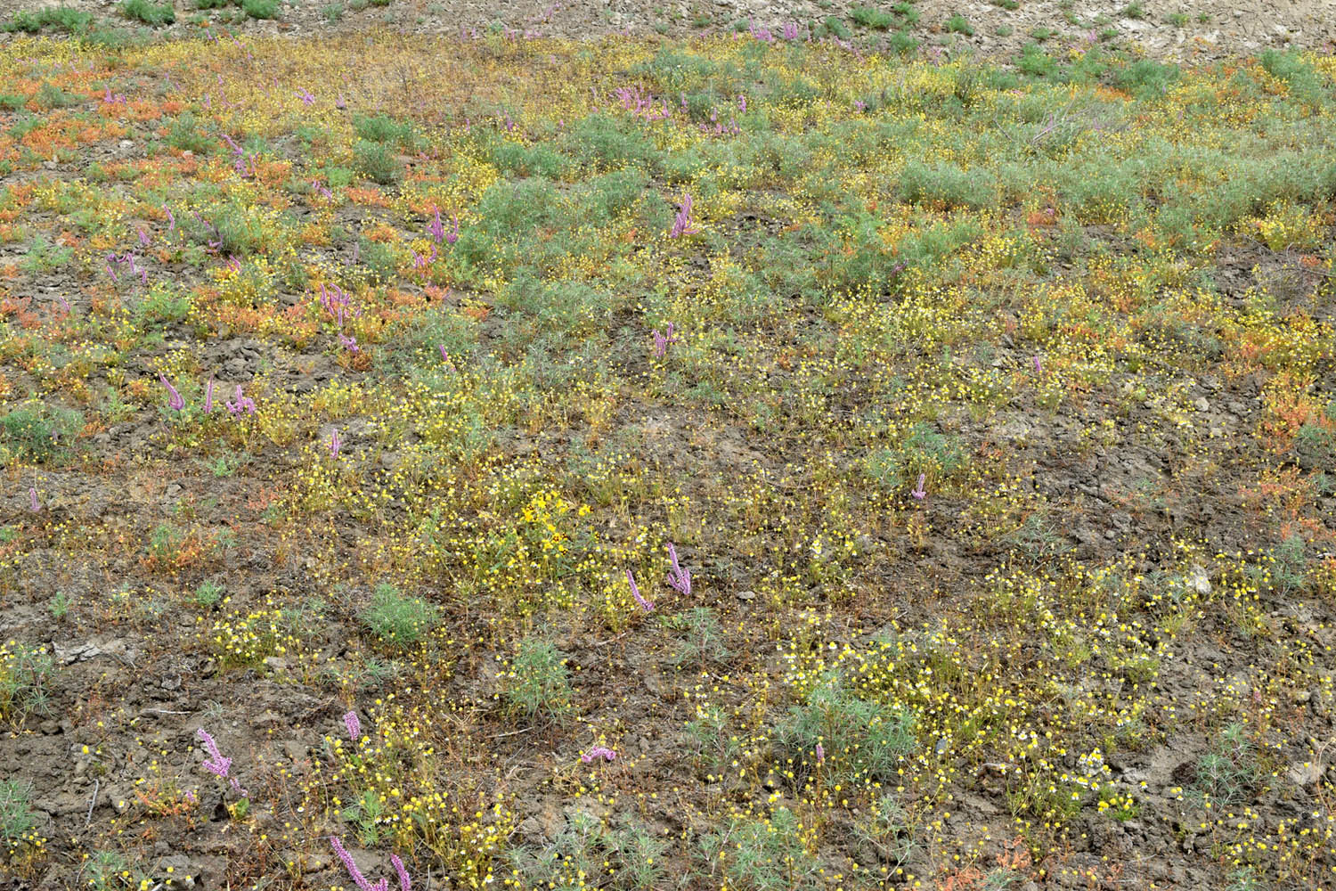 Пески Язъяван, Улугнарский район, image of landscape/habitat.