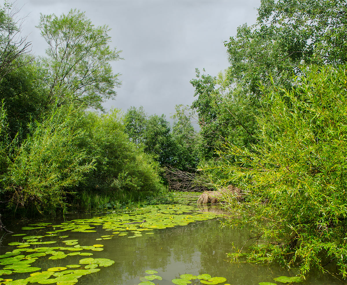 Окрестности Афанасьево, image of landscape/habitat.