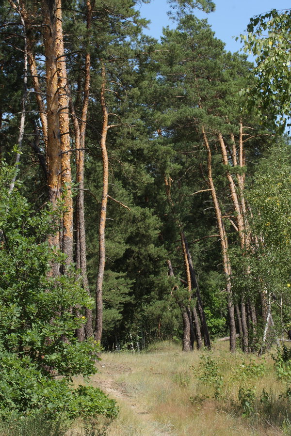 Окрестности Хотмыжска, image of landscape/habitat.