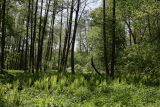 Image of landscape