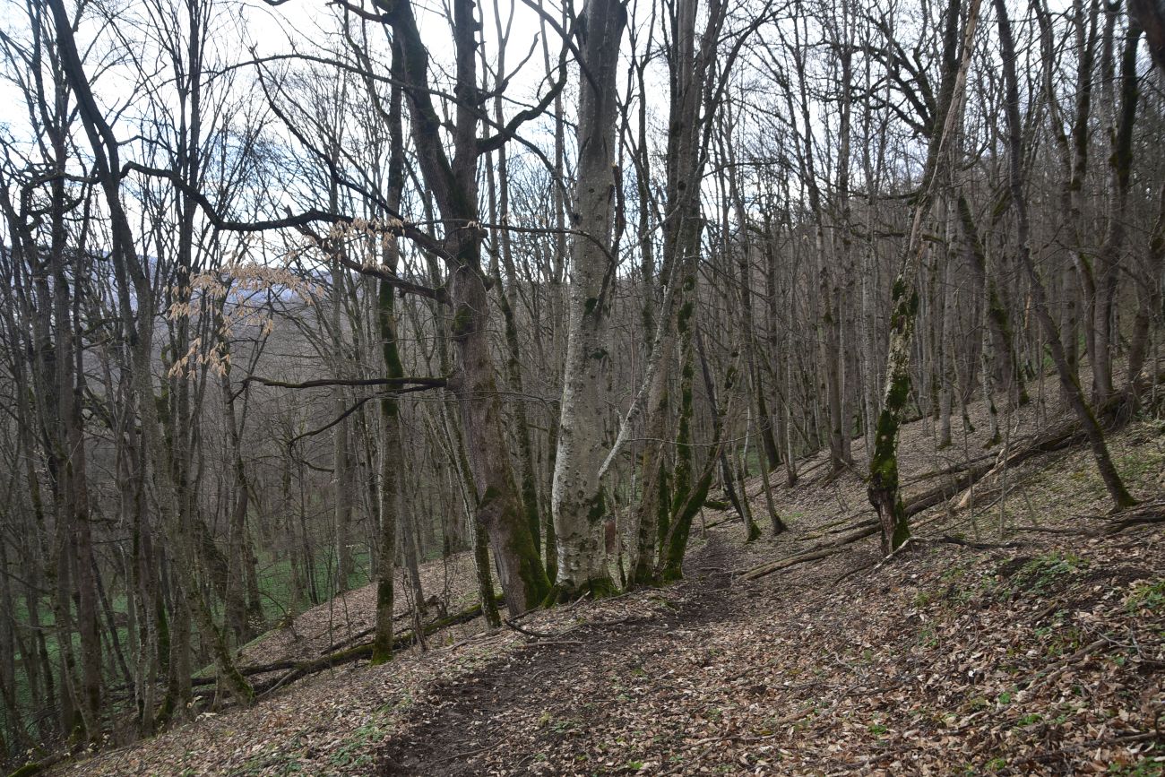 Свято-Михайловский монастырь, image of landscape/habitat.