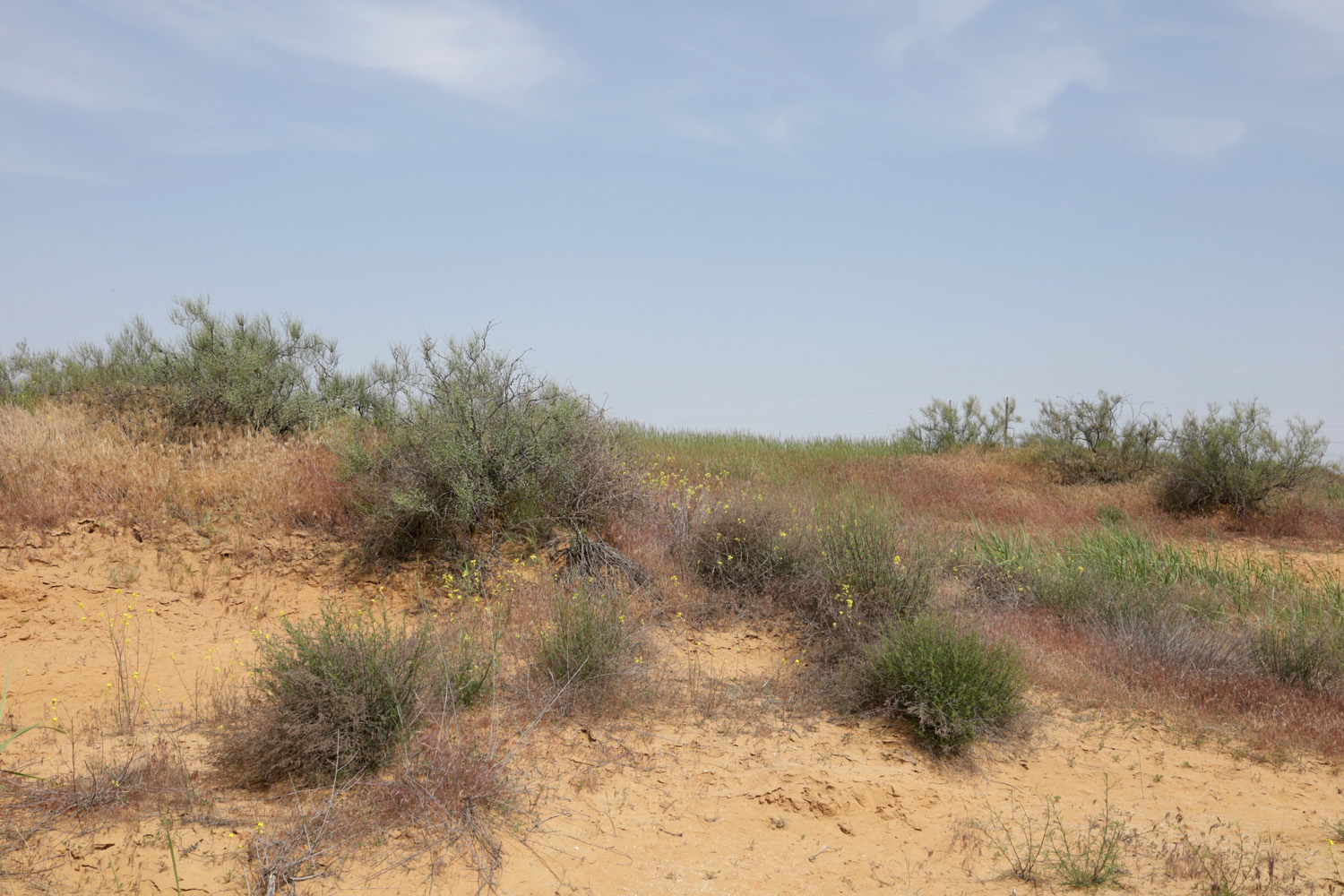 Пески в окрестностях пос. Досанг, image of landscape/habitat.