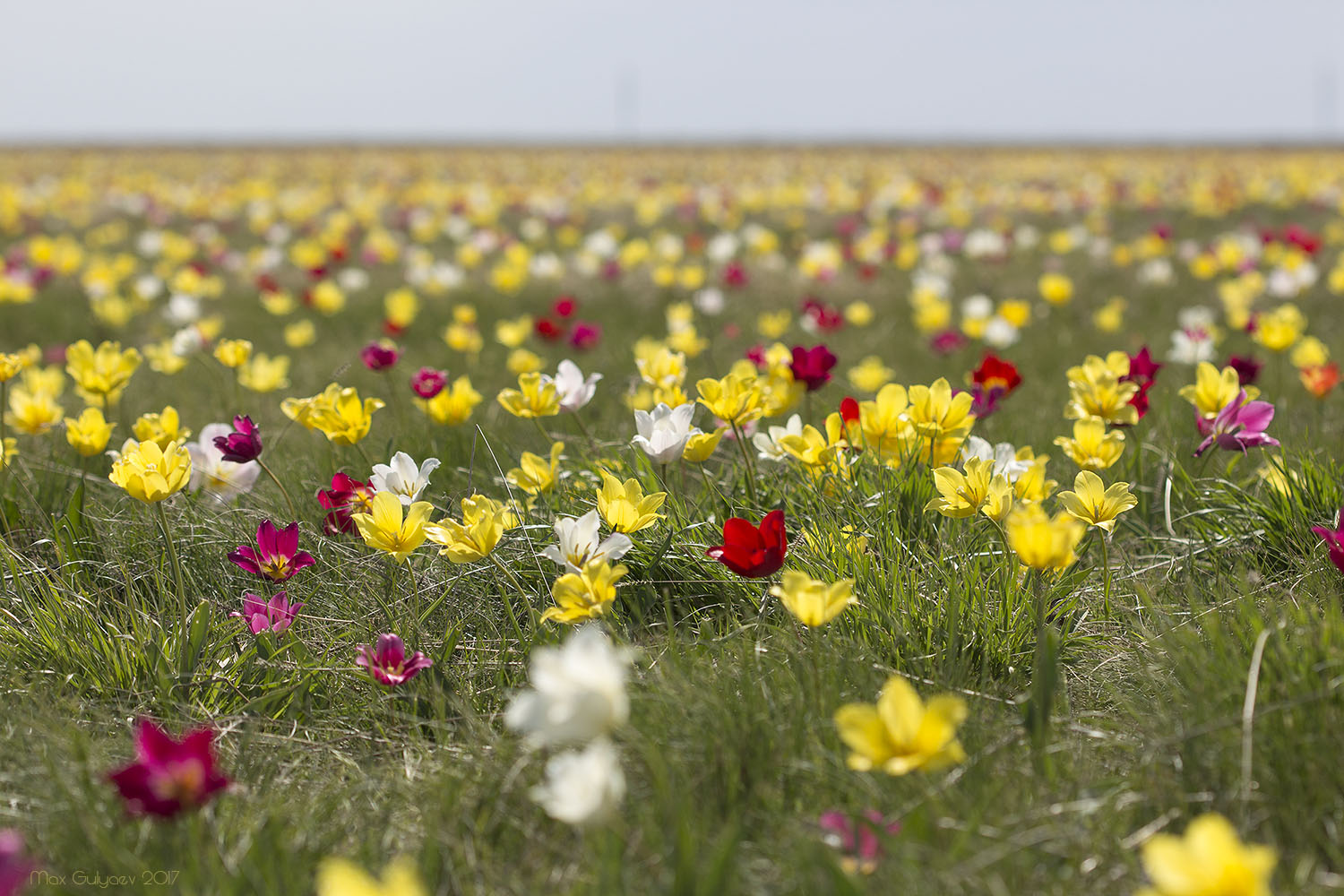 Куриловская тюльпанная степь, image of landscape/habitat.