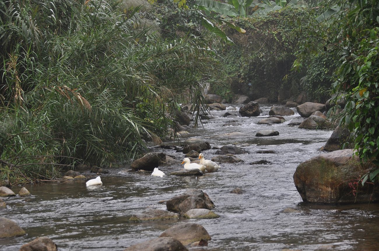 Ущелье Tonglin Gorge, image of landscape/habitat.