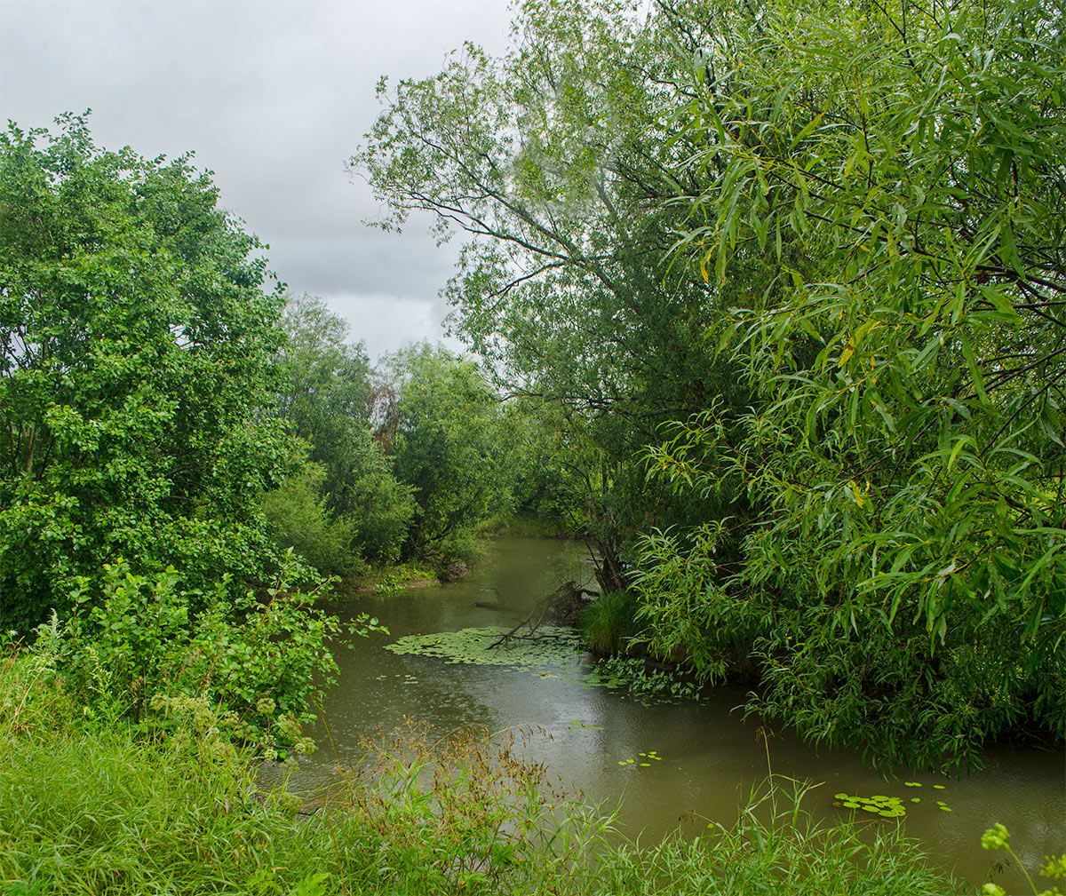 Окрестности Афанасьево, image of landscape/habitat.