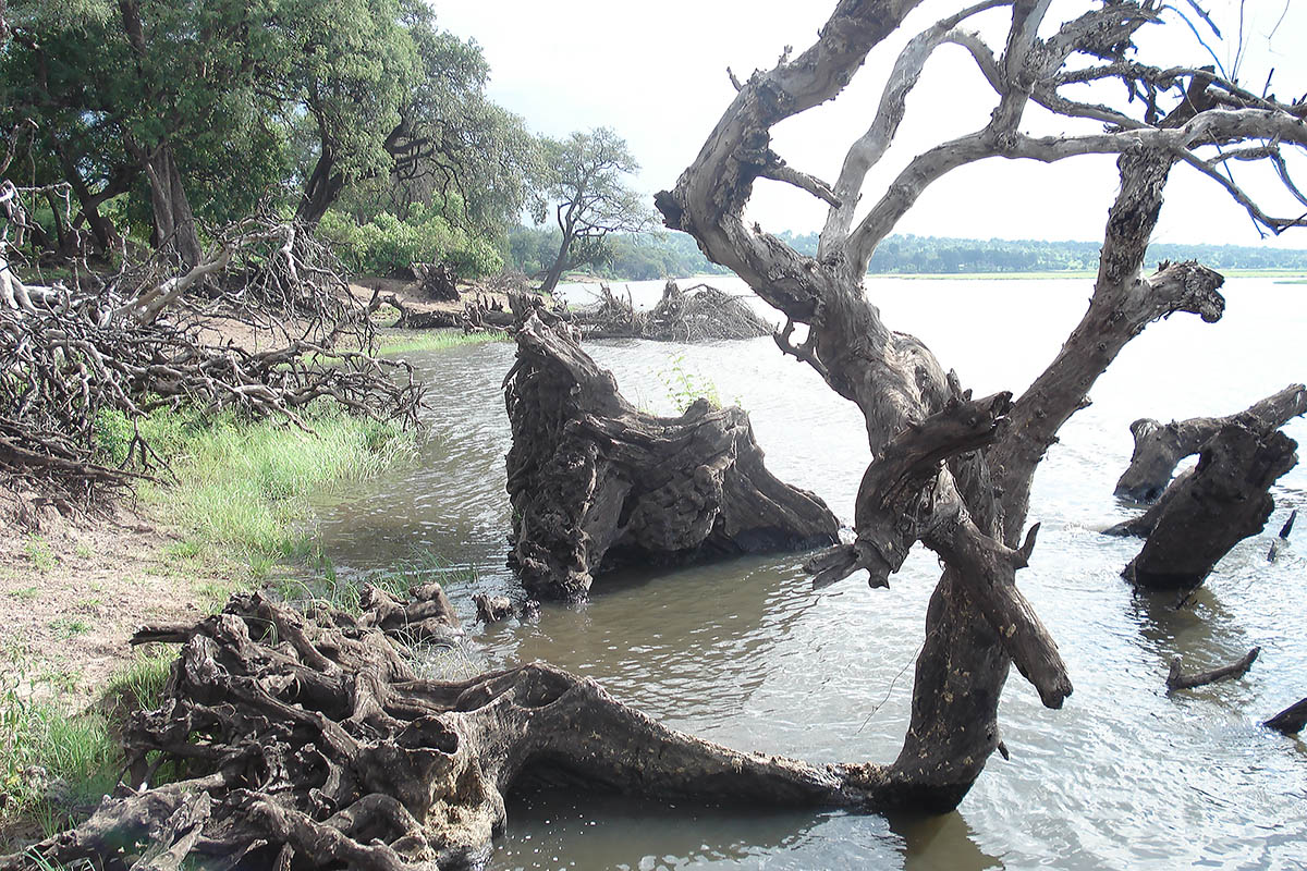 Дельта Окаванго, image of landscape/habitat.