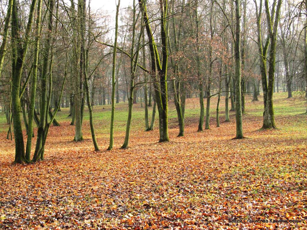 Городской парк, image of landscape/habitat.