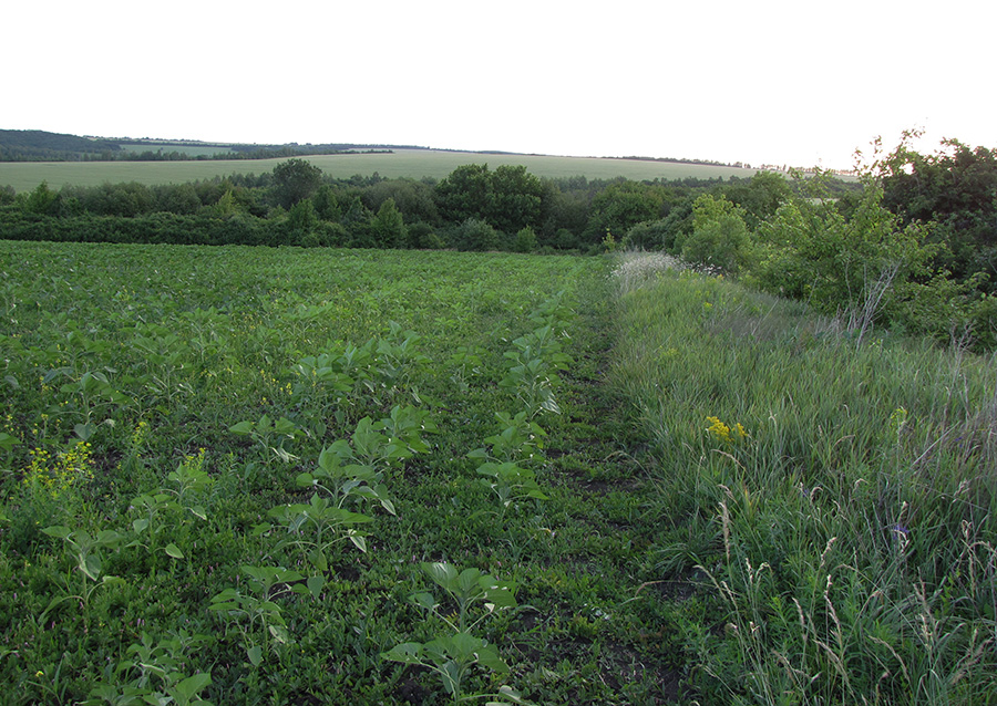 Ямская степь - 8, image of landscape/habitat.