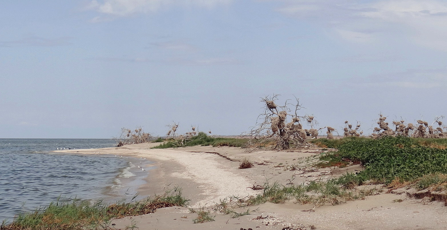 Остров Ейская коса, image of landscape/habitat.