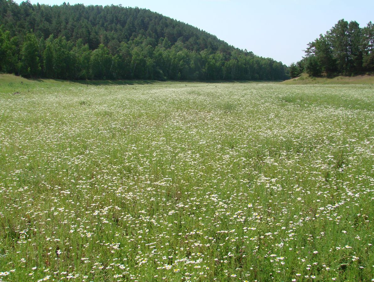 Золотые Пески, image of landscape/habitat.