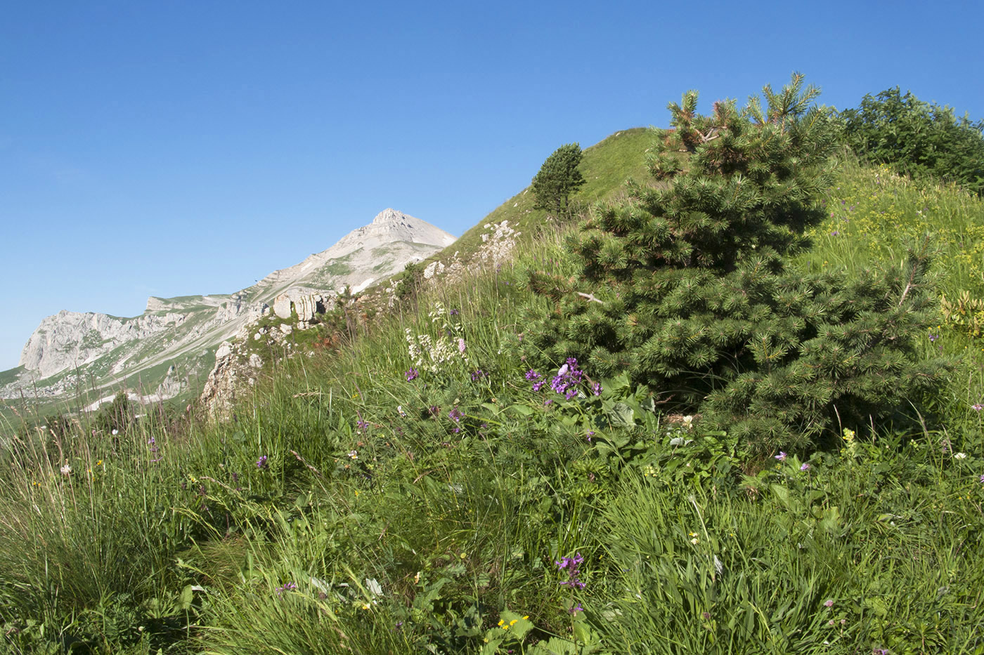 Оштен, image of landscape/habitat.