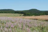 Холмовка, image of landscape/habitat.