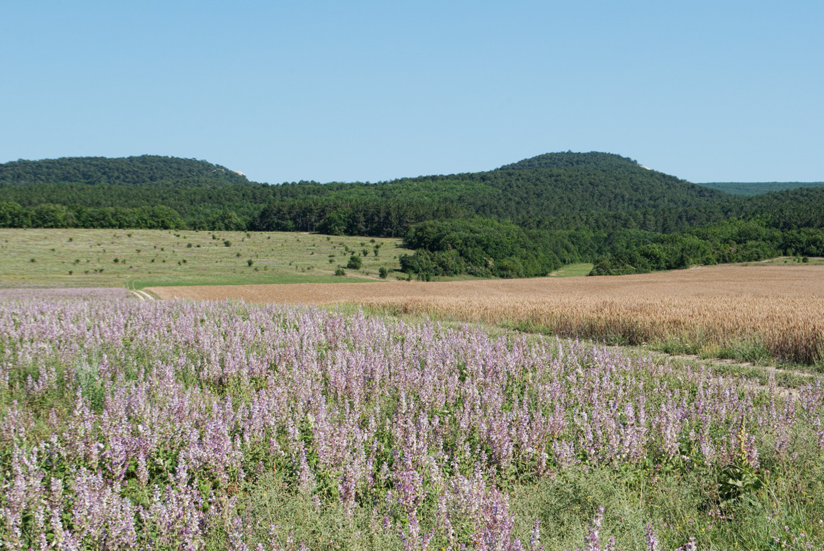 Холмовка, image of landscape/habitat.