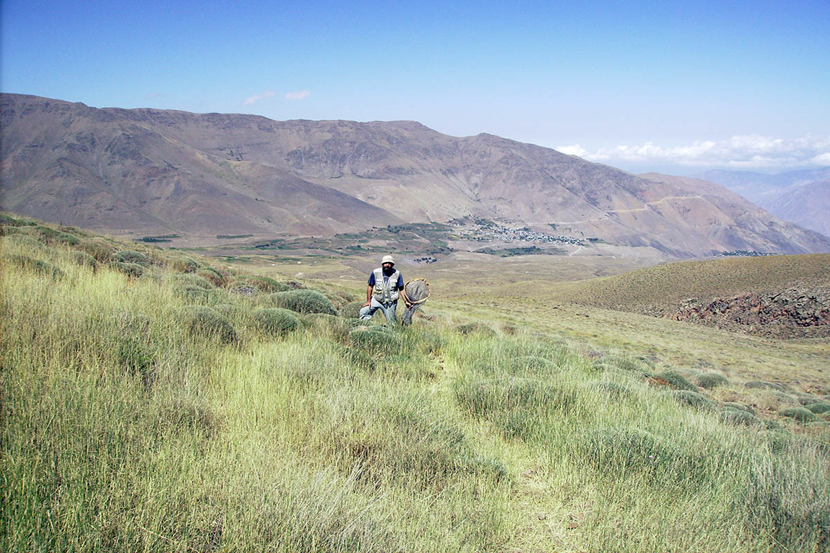 Дамавенд, image of landscape/habitat.
