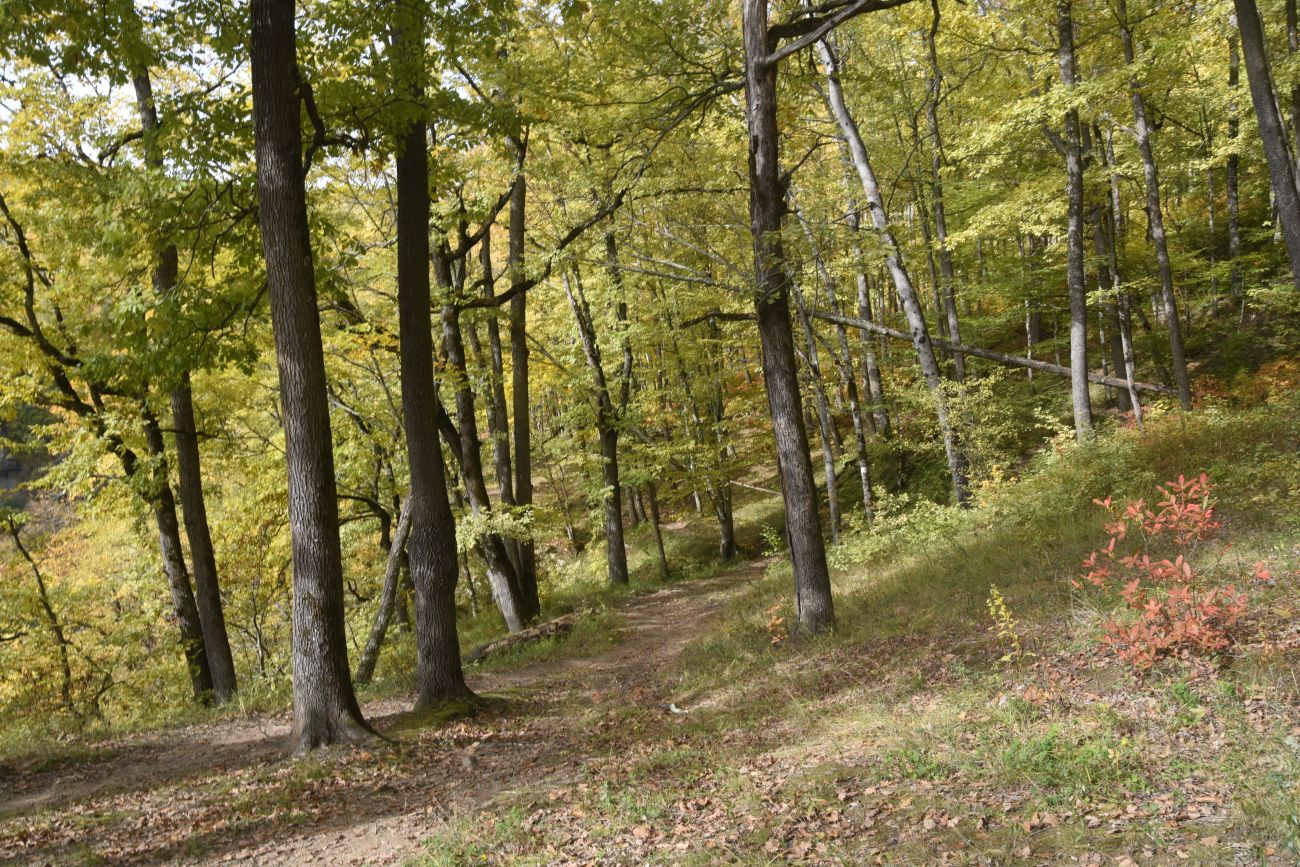 Скала Молоток, image of landscape/habitat.