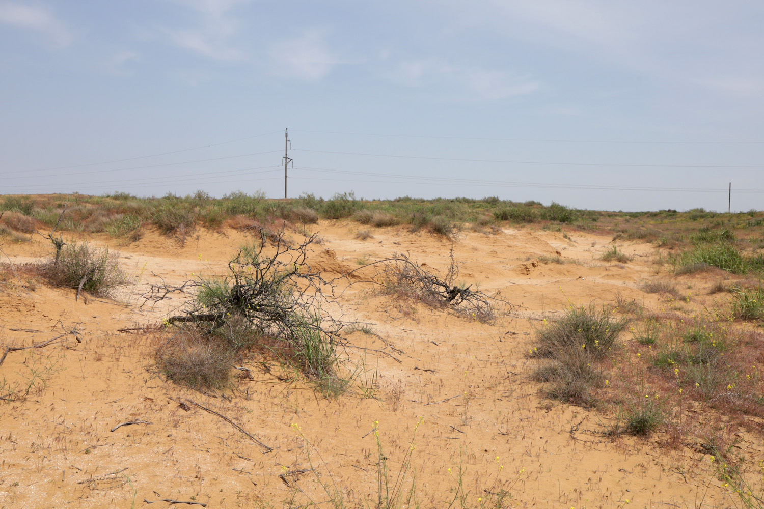 Пески в окрестностях пос. Досанг, image of landscape/habitat.
