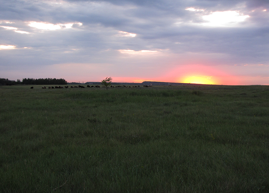 Ямская степь - 8, image of landscape/habitat.