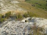 Село Стрельцовка, изображение ландшафта.