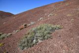 Горы Улькен-Богуты, image of landscape/habitat.