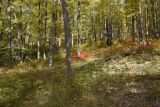 Скала Молоток, image of landscape/habitat.