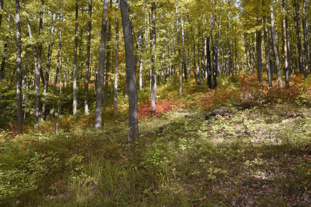 Скала Молоток, image of landscape/habitat.