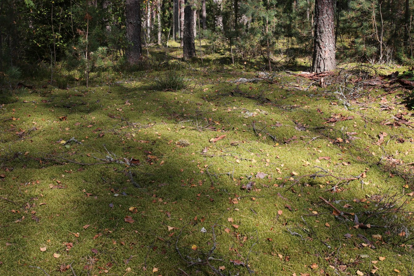 Сурмино, изображение ландшафта.
