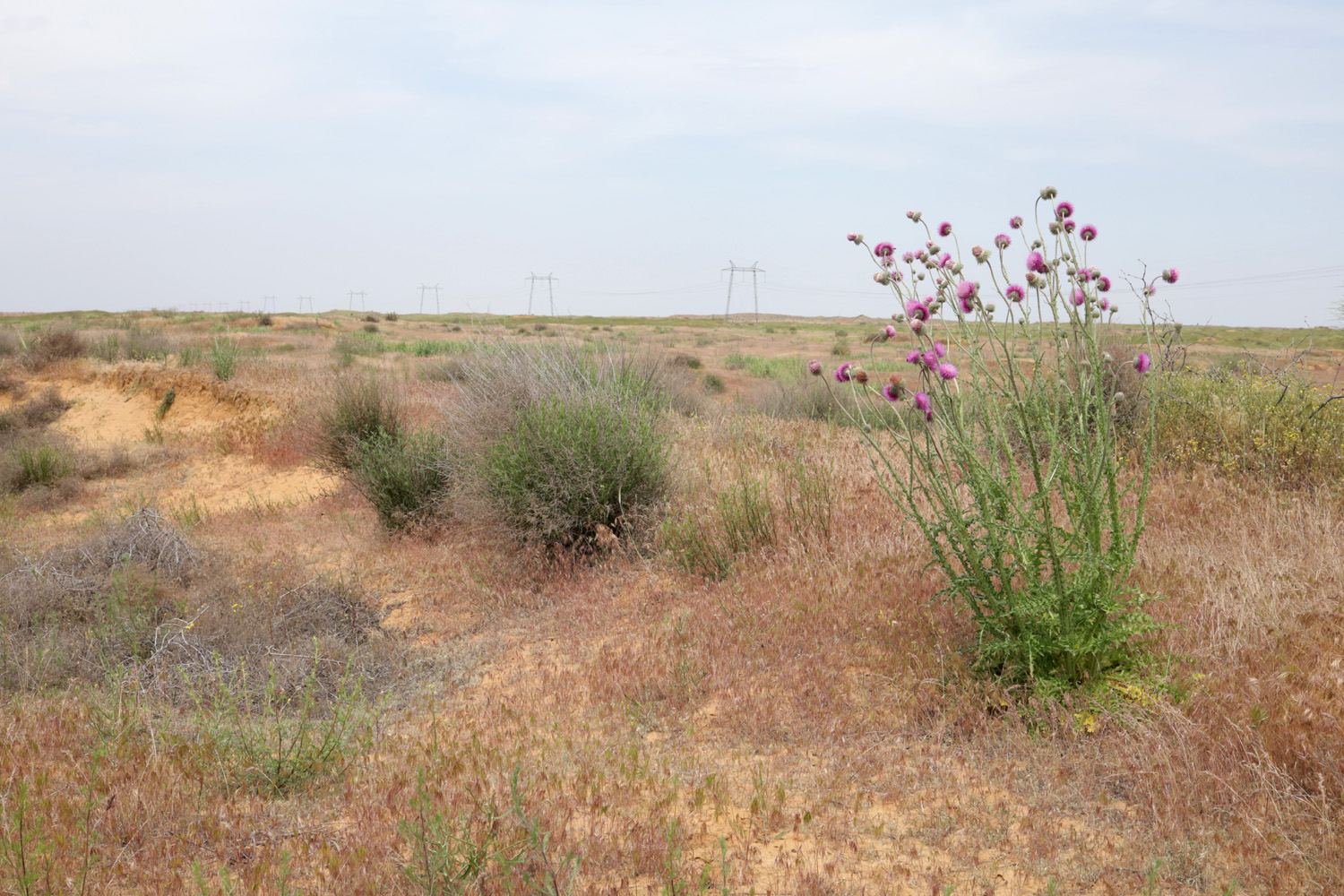 Пески в окрестностях пос. Досанг, image of landscape/habitat.