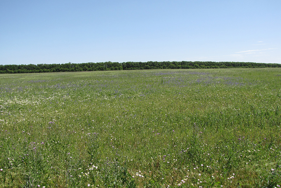 Ямская степь - 10, image of landscape/habitat.