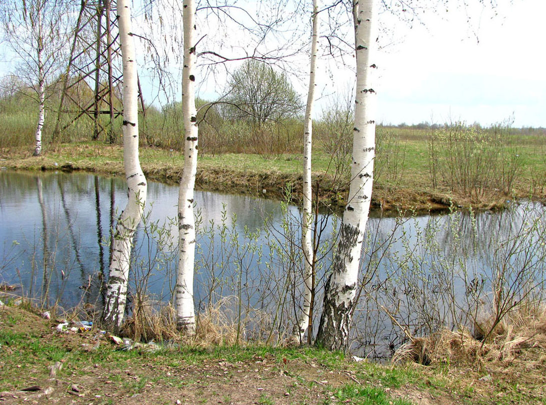 У дороги на Углич, image of landscape/habitat.