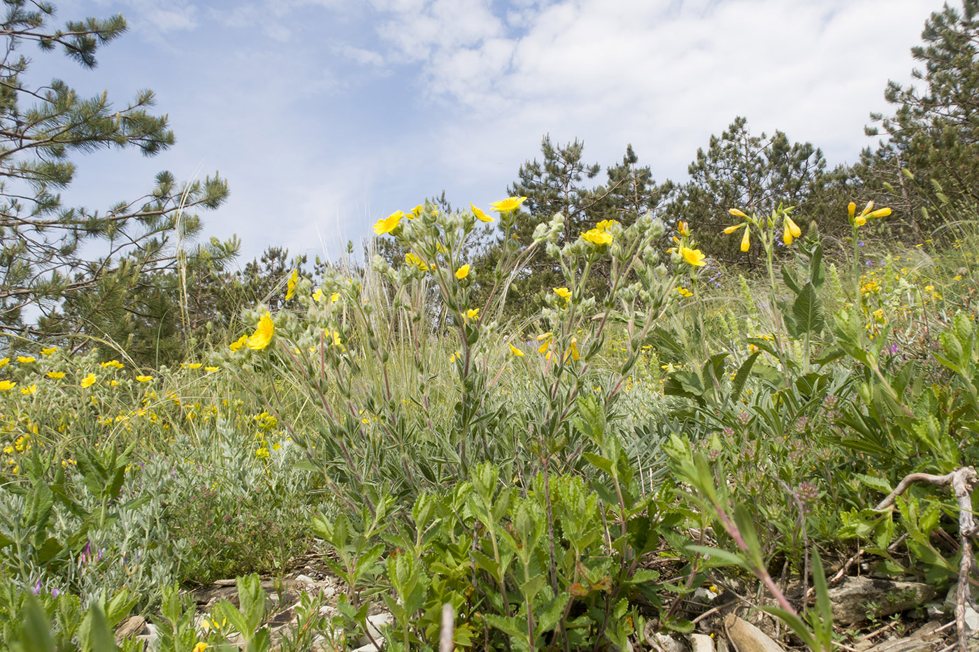 Гора Раевская, image of landscape/habitat.